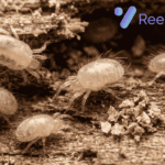 Wood Mites