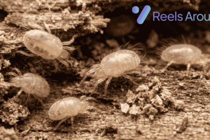 Wood Mites