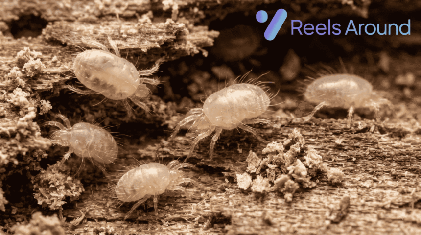 Wood Mites